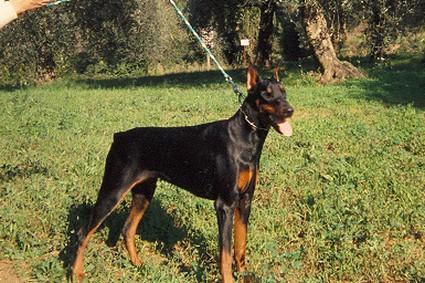 Heva de la Guelmoise | Black Doberman Pinscher