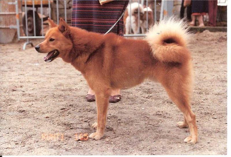 RUHTI de la Cascade des Jarreaux | Finnish Spitz 
