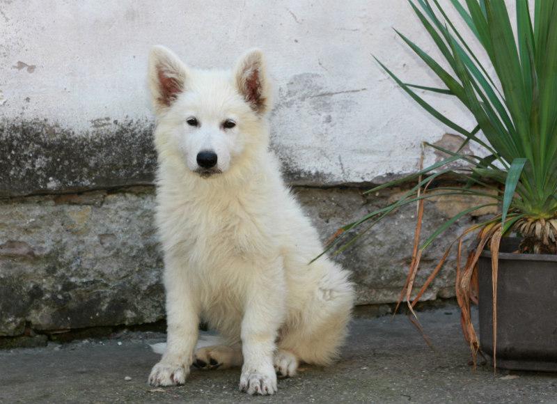 Neo | White Swiss Shepherd Dog 