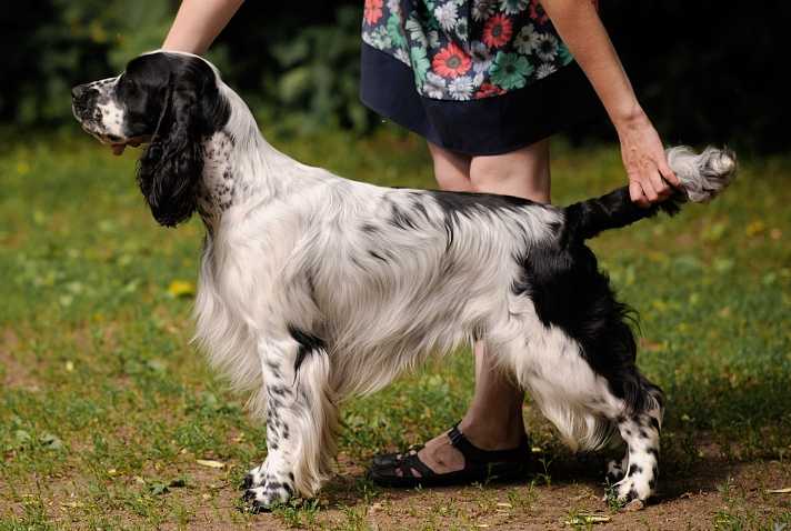 Y?UR HEART BEATING THREE PONDS VALLEY | English Springer Spaniel 