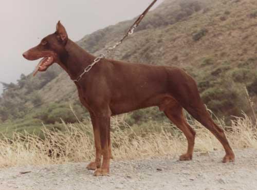 Thor de la Guelmoise | Brown Doberman Pinscher