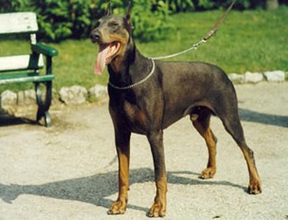 Pat du Caire de la Prairie | Blue Doberman Pinscher