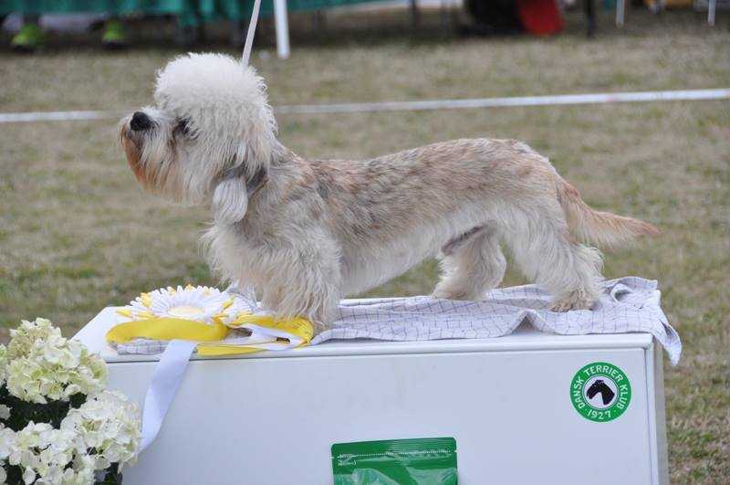 Vimax Hobbie Hindlee | Dandie Dinmont Terrier 