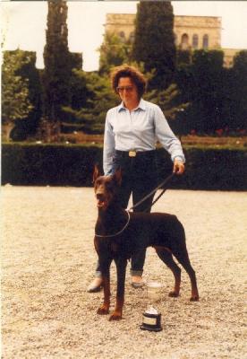 Festina v. Holzbergerhof | Brown Doberman Pinscher