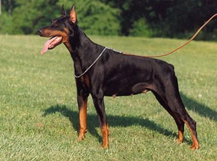 Baia du Caire de la Prairie | Black Doberman Pinscher