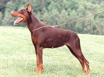 Belkyss du Caire de la Prairie | Brown Doberman Pinscher