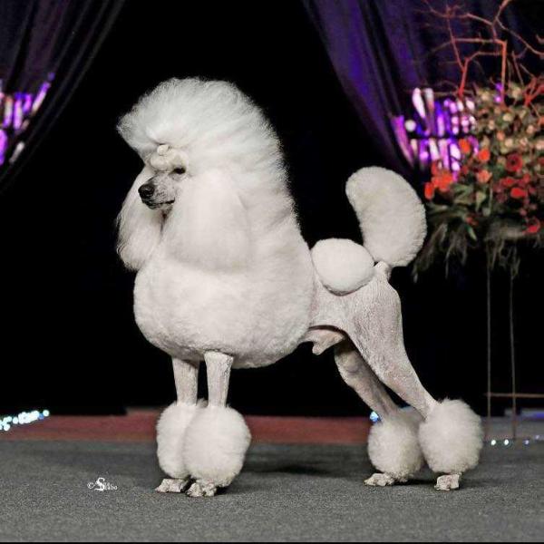 Artizan Might And Power | Poodle 