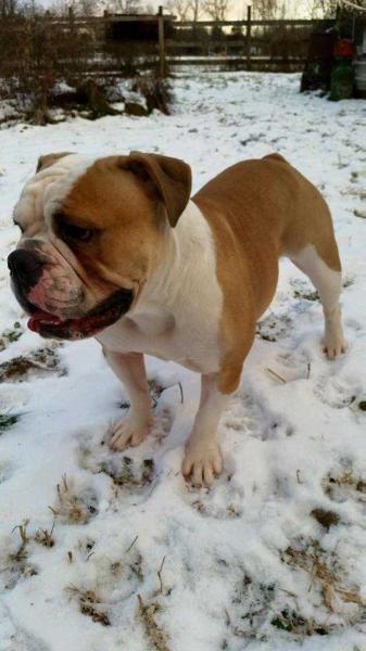 Nuyorican Bulldogges Karisma AKA Krissy | Olde English Bulldogge 