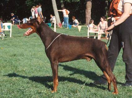Boy du Caire de la Prairie | Brown Doberman Pinscher