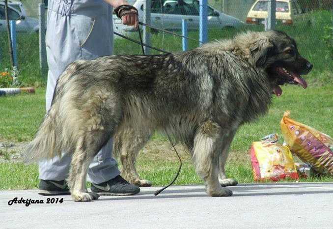 Merak | Yugoslavian Shepherd Dog-Sarplaninac 