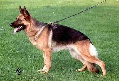 Wenke vom Farbenspiel | German Shepherd Dog 