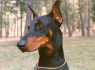 Dallas du Caire de la Prairie | Black Doberman Pinscher