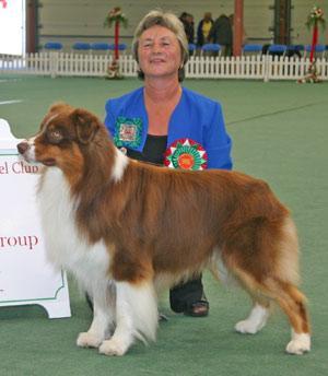 Harmony Hill satin funny cideman at Chakona | Australian Shepherd 