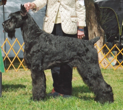 Skansen's King Of Kalifornia | Giant Schnauzer 