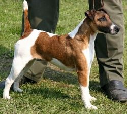 Elma ze Silfova dolu | Smooth Fox Terrier 