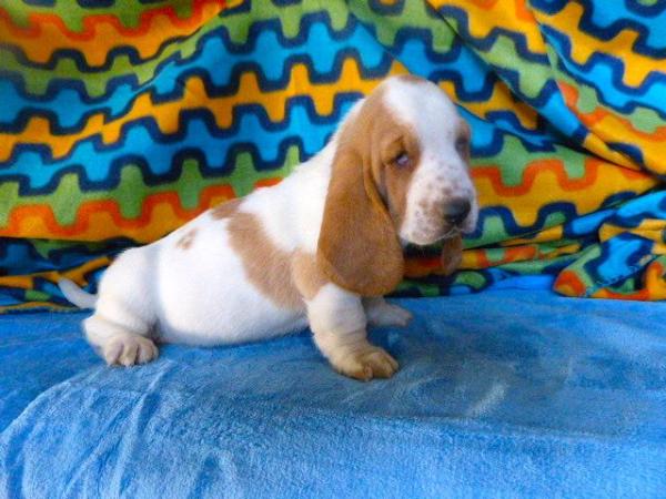 Kuorii Allure Homme édition Blanche Chanel | Basset Hound 