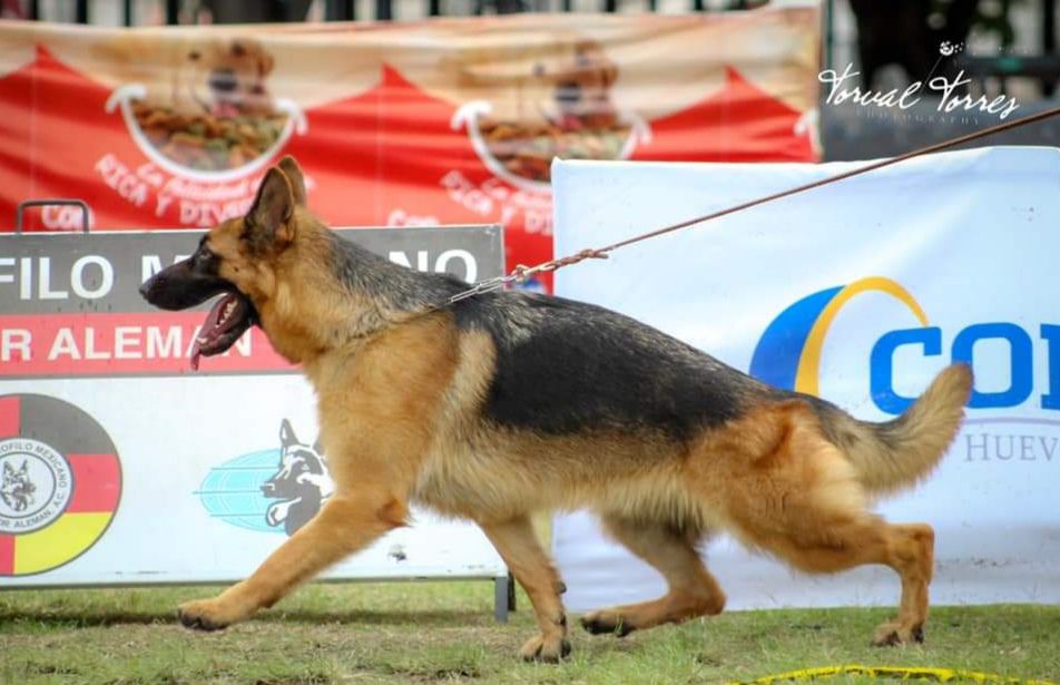Emirates von Rosenberg | German Shepherd Dog 