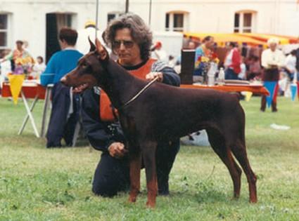 Fidji du Caire de la Prairie | Brown Doberman Pinscher