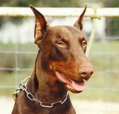 Hapax du Caire de la Prairie | Brown Doberman Pinscher