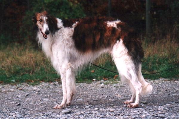 Bajar Raschi Pack Buran | Borzoi 