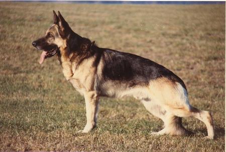 Jonny von der Höhrnau | German Shepherd Dog 