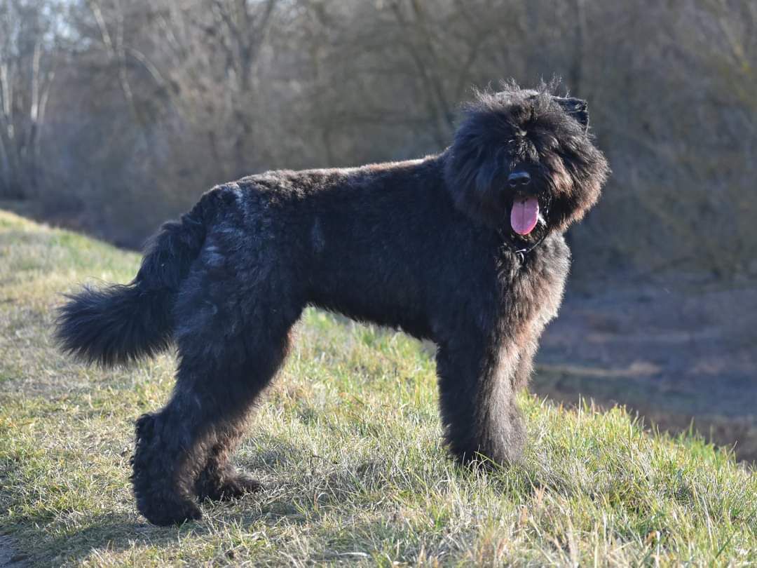 Chanel de l'Ami Gris | Bouvier des Flandres 