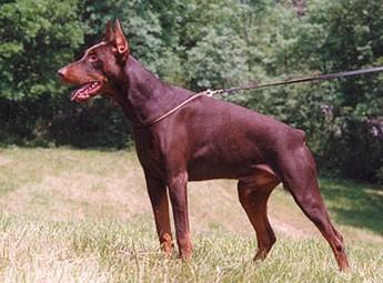 Eliot du Caire de la Prairie | Brown Doberman Pinscher