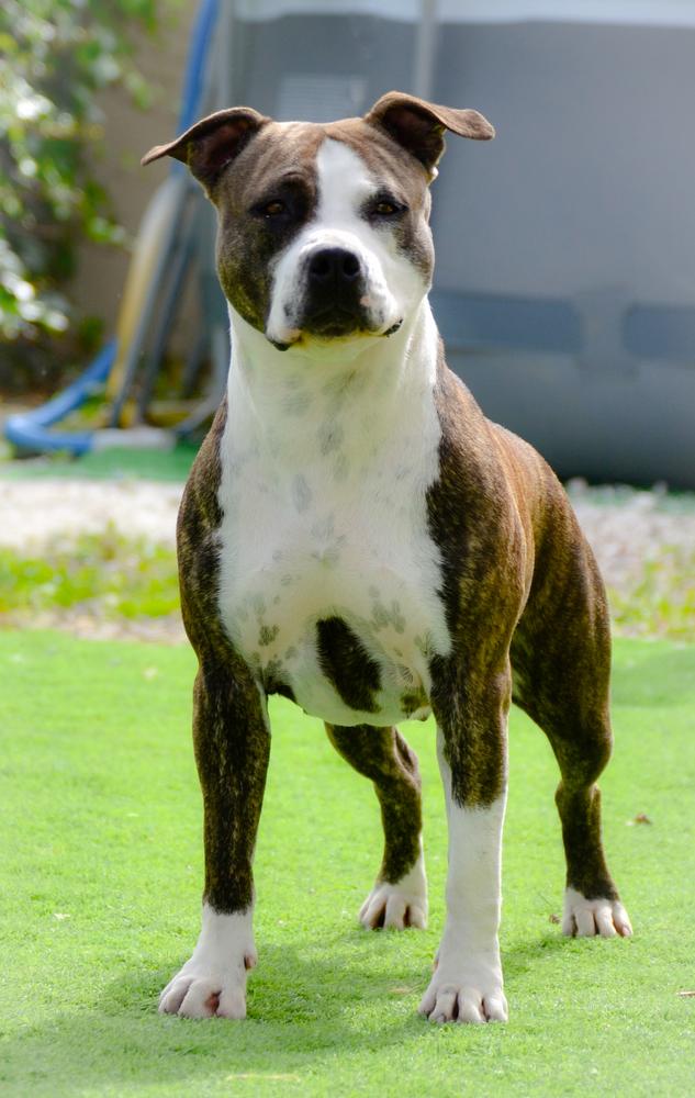 Legend Of Gods Aura | American Staffordshire Terrier 