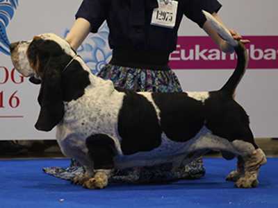 Vezuviy Illinoise | Basset Hound 