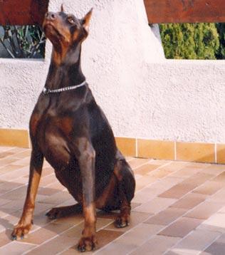 Lotus du Caire de la Prairie | Brown Doberman Pinscher