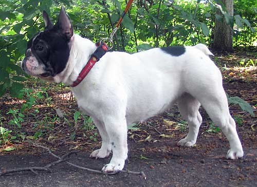 Svetal Kolombina | French Bulldog 