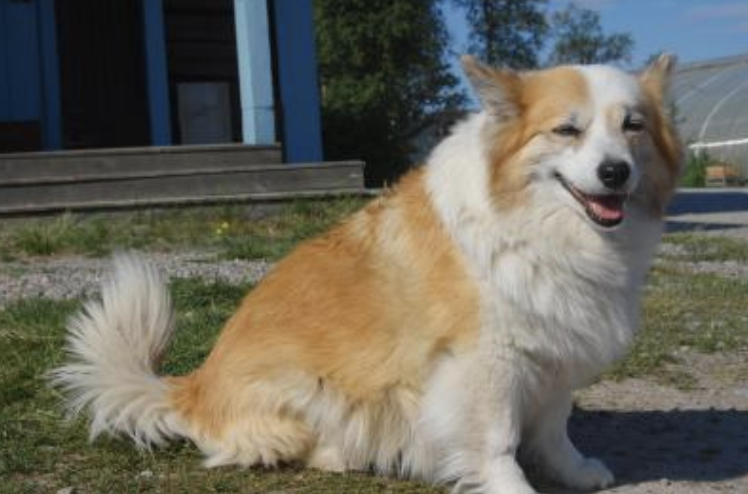 Ullälvas Sokka | Icelandic Sheepdog 