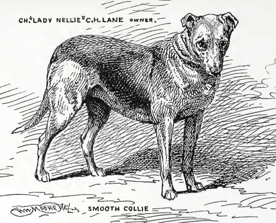 Lady Nellie [C.H. Lane's] | Smooth Collie 