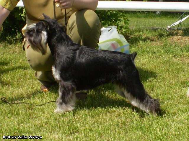Boltres Zelta Zivtina | Miniature Schnauzer 