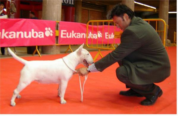 Lubjan La Luna | Bull Terrier 