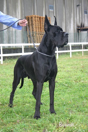 Lord-N del Bianello | Great Dane 