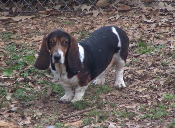 Little Lady Drake of Monroe | Basset Hound 