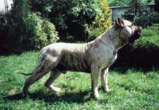 Woo-boo show xanti land | Perro de Presa Canario 