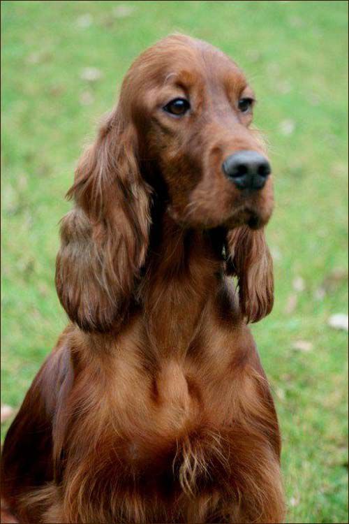 Mayfred Mrs Robinson | Irish Setter 