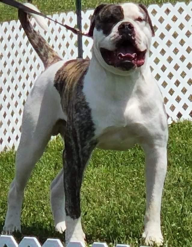 Vohl’s Porterhouse Prime “Bone In” Badenov of RB | American Bulldog 