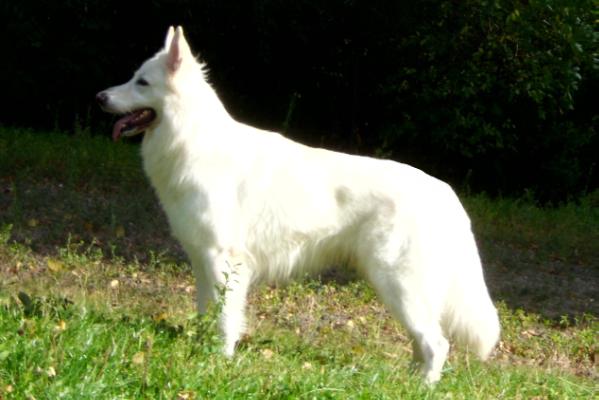 Darius King AKBO Parchovany | White Swiss Shepherd Dog 