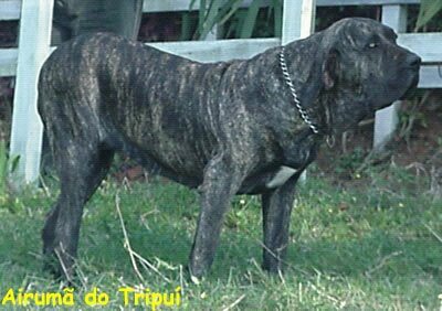 Airumã Tripui | Fila Brasileiro 