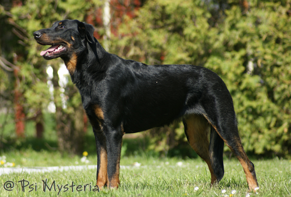 Doreen le Coeur Pur | Beauceron 