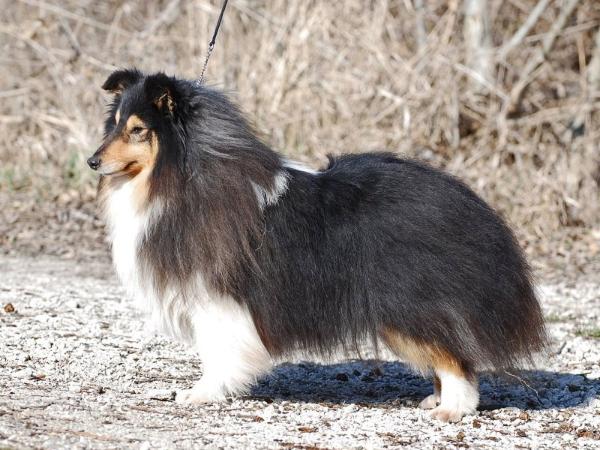 Silver Dream Just A Joker | Shetland Sheepdog 