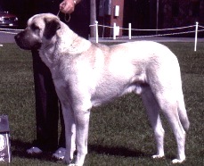 Gerlach Beau | Anatolian Shepherd Dog 