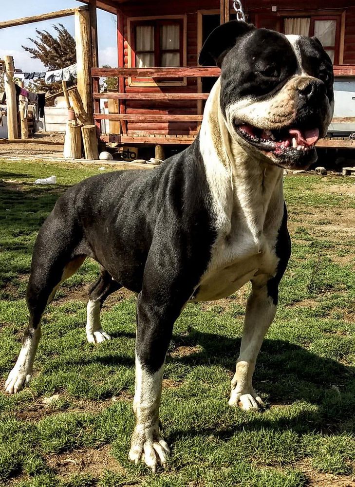 DANCY OF BISONTES BULL | American Bulldog 