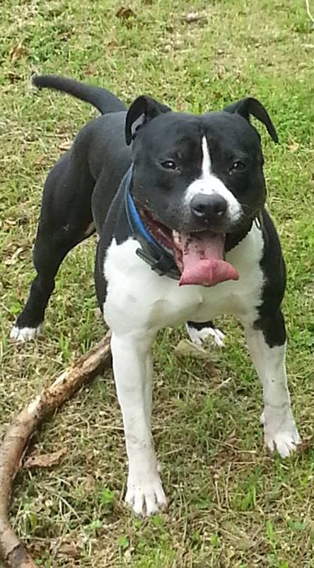 Eikel du staff breeding | American Staffordshire Terrier 