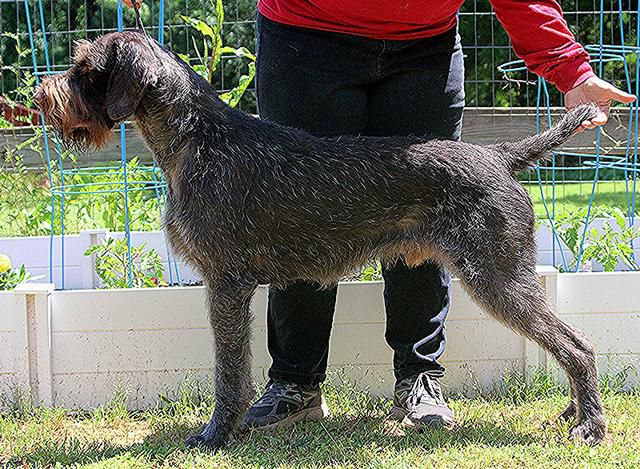 Fallowpoint Causing Chaos | German Wirehaired Pointer 