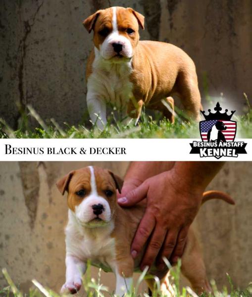 Besinus Black &amp; Decker | American Staffordshire Terrier 