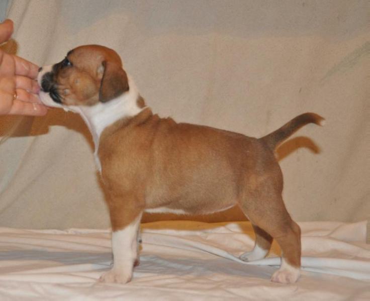 merry christmas DOLE OF KAYA | American Staffordshire Terrier 